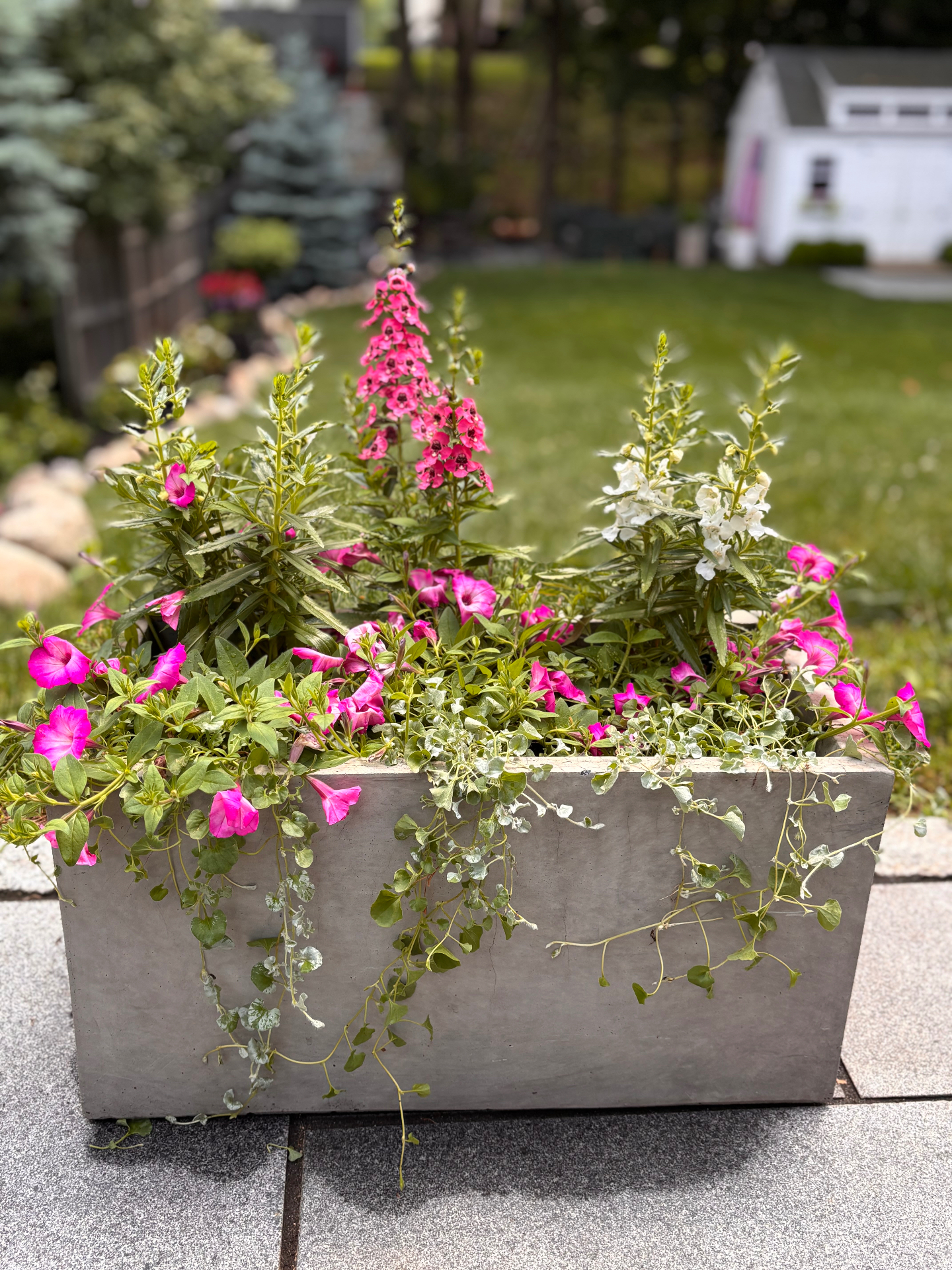 Concrete trough planter with foxglove, petunias, and trailing greenery